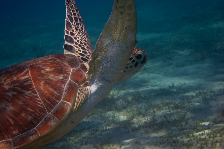 sea turtle in the sea in egypt during the diveの写真素材