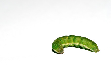 green caterpillar on white backgroundの写真素材