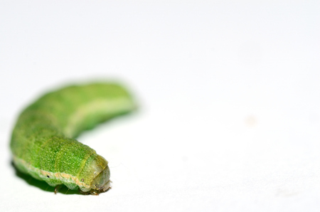 green caterpillar on white background large viewの写真素材