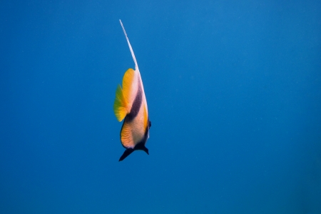 pennant fish while diving in the blue sea