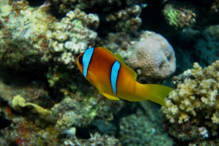 red sea anemonefish in egypt diving in the seaの写真素材