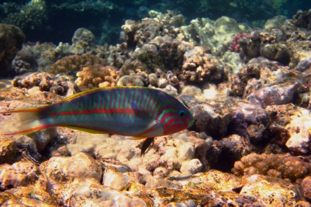 red sea junker fish in the sea in egyptの写真素材