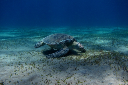 sea turtle eats at the seabed at the dive in blue seaの写真素材