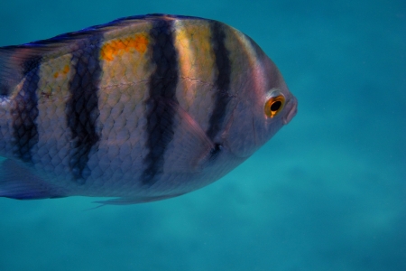 sergeant fish while diving very close