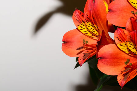 fresh bright red flowersの写真素材