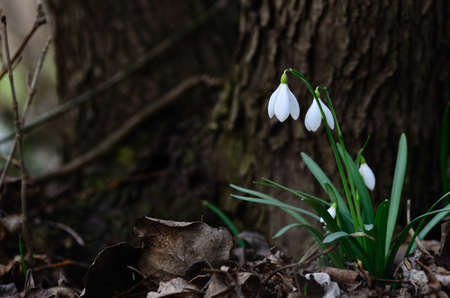 fresh snowdrops at a treeの写真素材