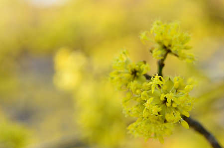yellow flowers in spring and gardenの写真素材