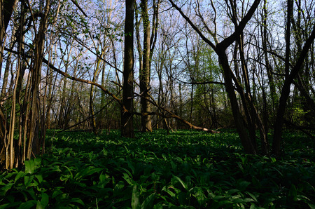 green forest in spring