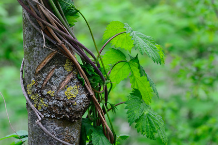 tree overgrown with plants in a forest