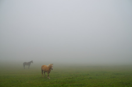 horses standing in fog in the meadowの写真素材