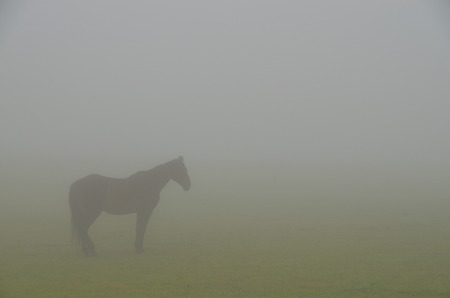 from the horse you only see the outline in heavy fogの写真素材