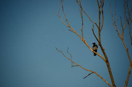raven on tree with blue sky in autumnの写真素材