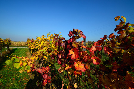 colorful wine leaves in autumn with blue skyの写真素材