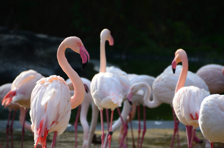many colorful flamingos in the sun at the zooの写真素材