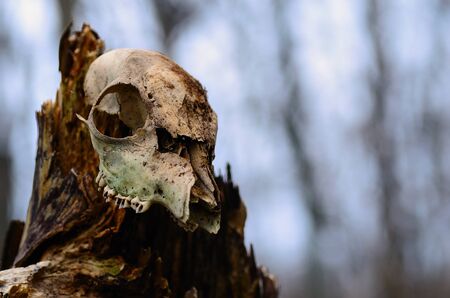 old animal skull on a trunk in the forestの写真素材