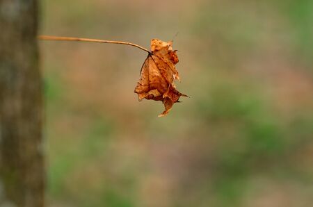 old single leaf in the forest with green backgroundの写真素材