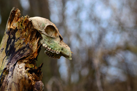 old animal skull on a tree trunkの写真素材