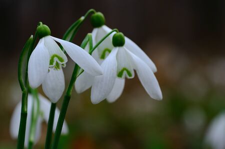 snowdrops in spring forest and detail viewの写真素材