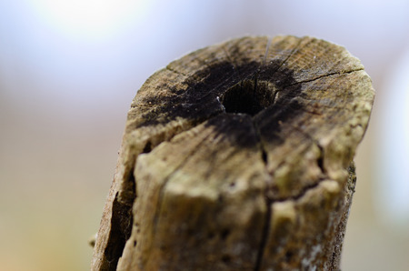 small wooden stem with a hole in the middleの写真素材