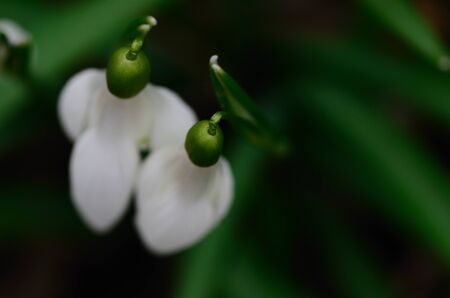 fresh snowdrops view from aboveの写真素材