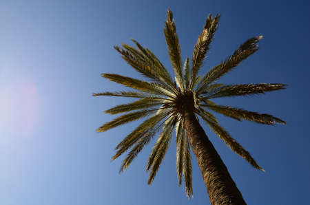beautiful palm and blue sky on vacation