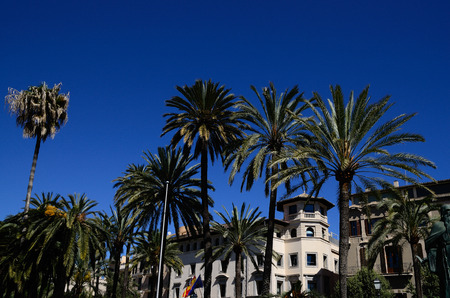 many palm trees and dark blue sky in Mallorcaの写真素材