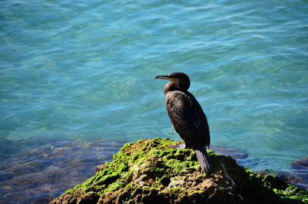 bird sitting on a rock in the blue seaの写真素材