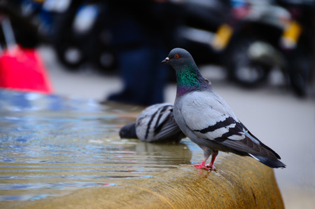 doves bathing in a fountain in the city