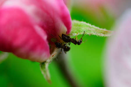 ants on a fresh apple blossom in gardenの写真素材