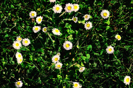 many fresh daisy in grass and gardenの写真素材