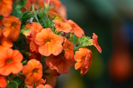 many beautiful orange flowers in the gardenの写真素材