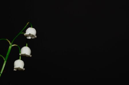 lily of the valley flowers background fresh black