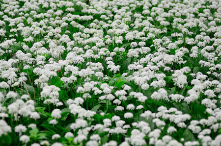lots of fresh garlic plants in the forest and springの写真素材