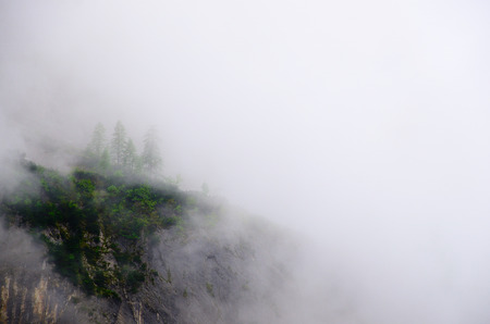 colorful green forest on the mountain with white fogの写真素材