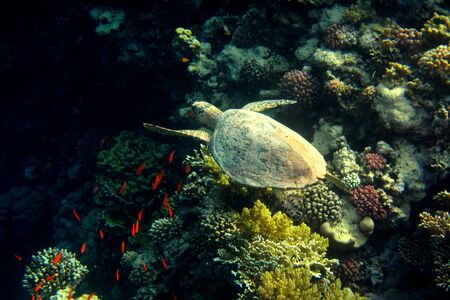 hawksbill turtle swims at coral in the red seaの写真素材