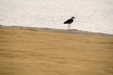 little bird on the sandy beach and seaの写真素材