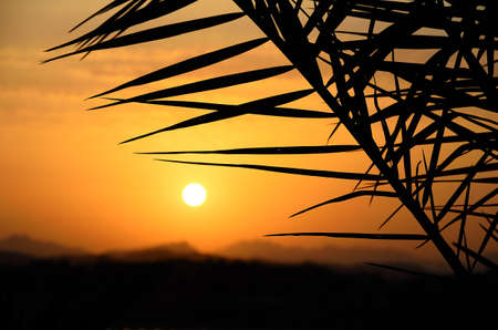 palm with beautiful sunset and mountains in the backgroundの写真素材