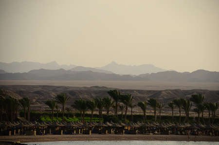 many palms with desert and mountains in the backgroundの写真素材
