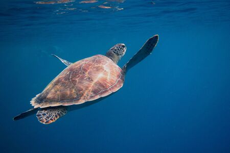 Sea turtle nearing the surface of during breath