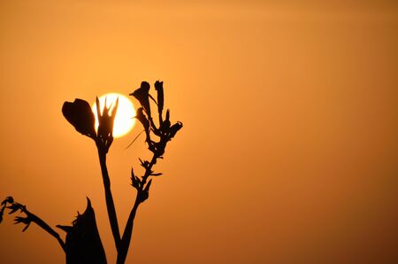 flower looks black at sunset in holidays in Egyptの写真素材