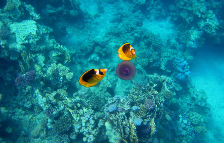 two tobacco butterfly fish eat a purple jellyfish in the seaの写真素材