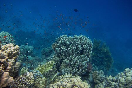 green coral and clear blue seaの写真素材
