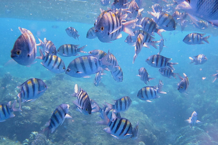 lot of Sergeant fish in the Red Seaの写真素材