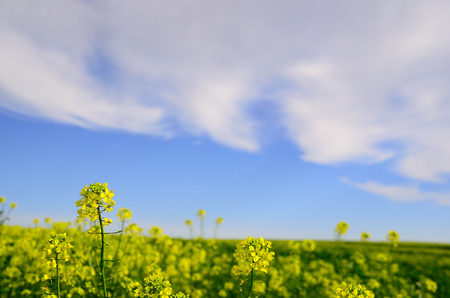 yellow glowing rapeseed flowers with skyの写真素材