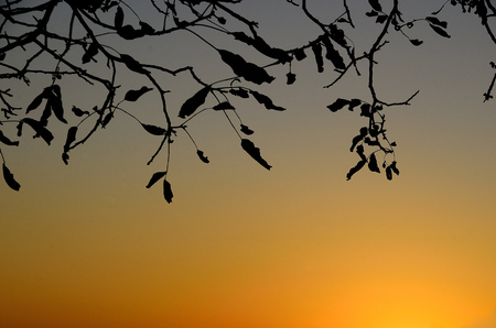 black tree with leaves and tree limbs at sunsetの写真素材