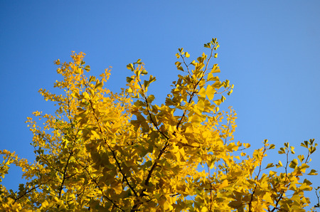 bright yellow leaves and sky in autumnの写真素材