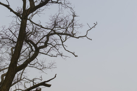 bare tree in winter with gray sky
