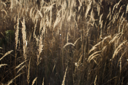 many grasses in winter