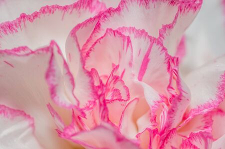 pink white blossom macro viewの写真素材