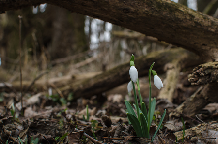 fresh snowdrops in forest with treesの写真素材